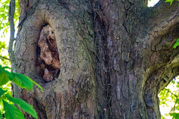 Katze im Baum.